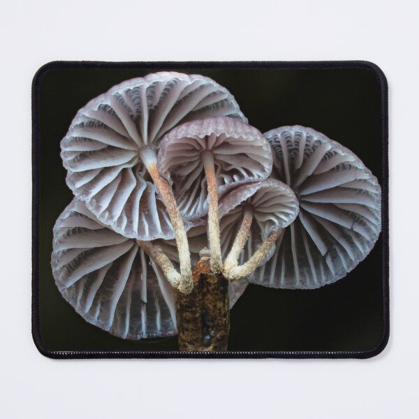 Item preview, Copy of Mushroom gift card - Moniliopthera sp, designed and sold by Stephen Axford and Catherine Marciniak, Planet Fungi.