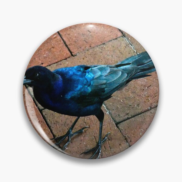 Item preview, Boat-Tailed Grackle designed and sold by MercerImages.