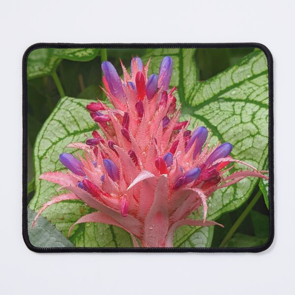 Item preview, Pink Purple Aechmea Fasciata Exotic Tropical Flower Shapes Mania designed and sold by Shapes-Mania.