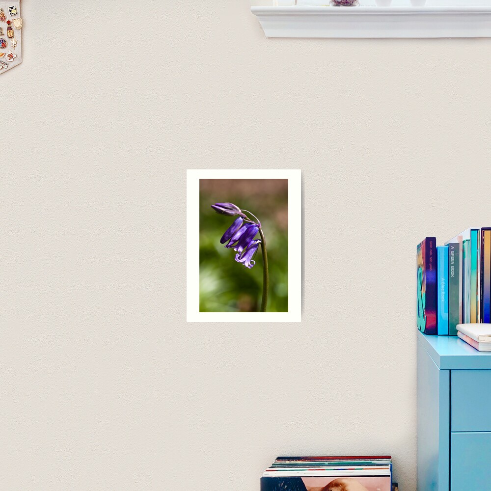 Bluebell (Hyacinthoides non-scripta) Art Print