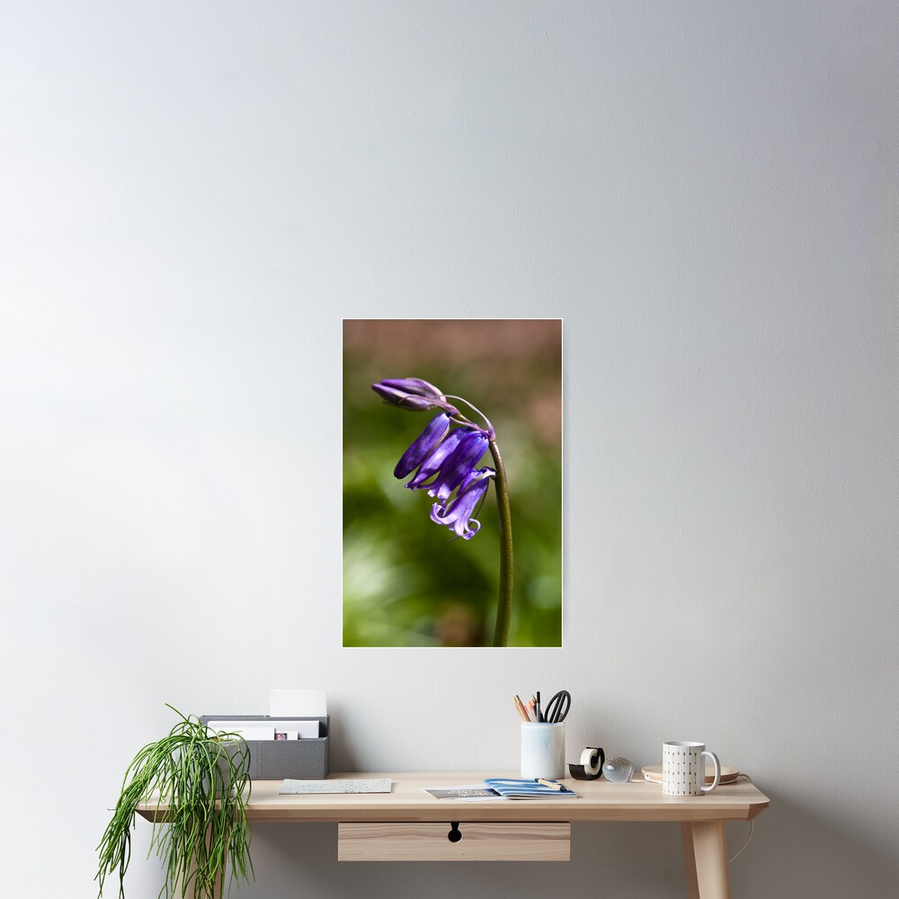 Bluebell (Hyacinthoides non-scripta) Poster