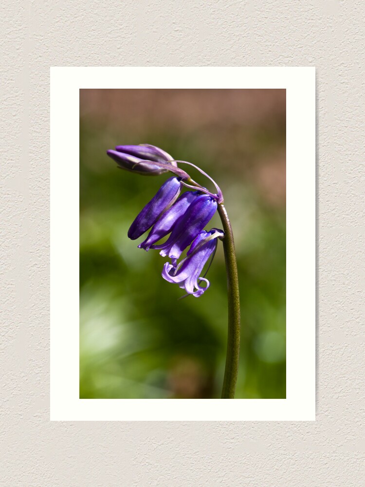 Alternate view of Bluebell (Hyacinthoides non-scripta) Art Print