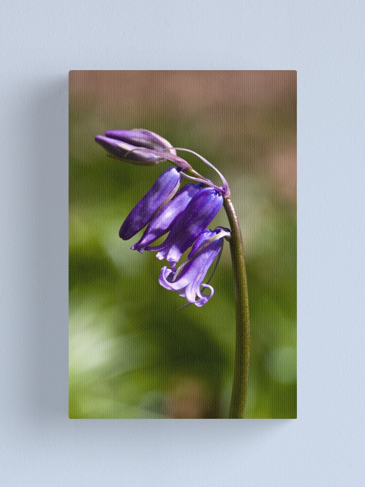 Alternate view of Bluebell (Hyacinthoides non-scripta) Canvas Print