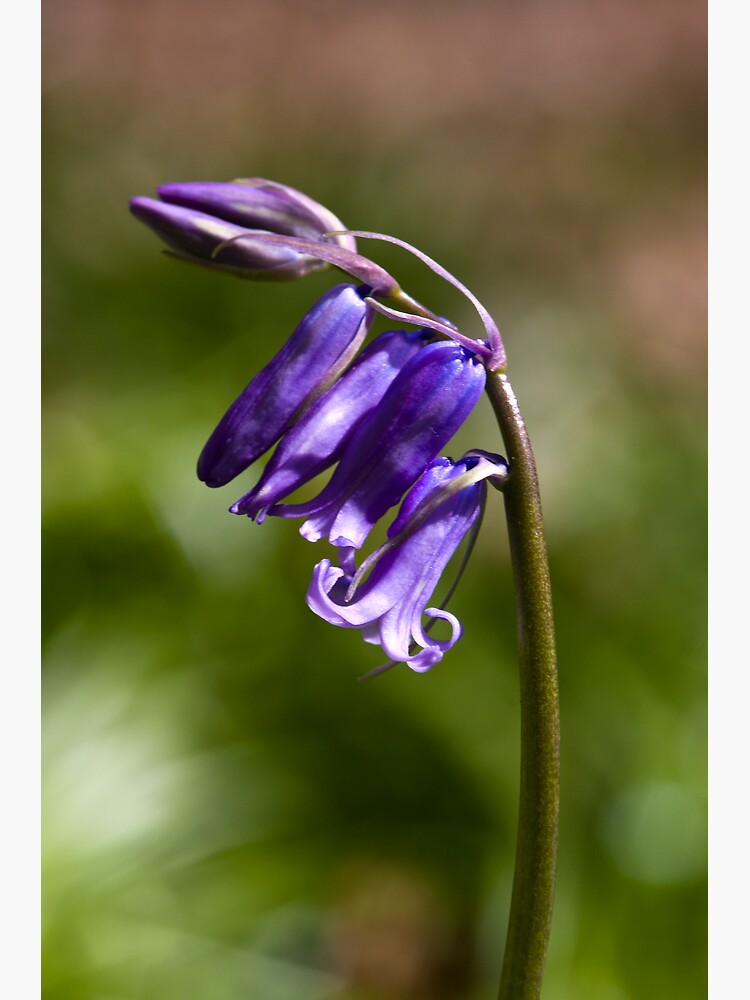Bluebell (Hyacinthoides non-scripta) by SteveChilton