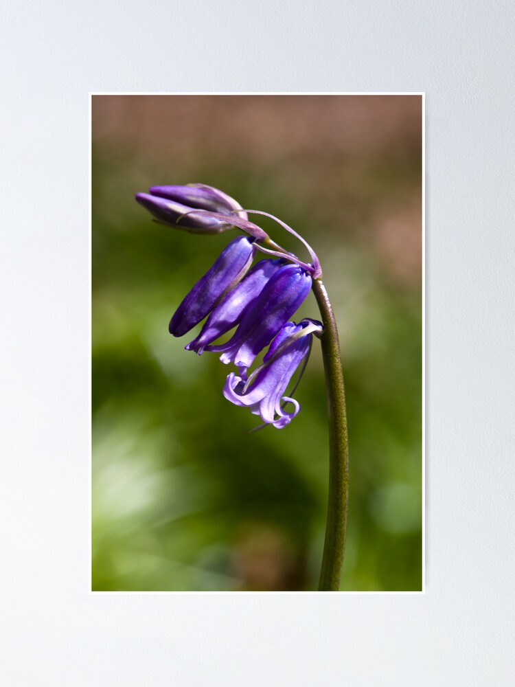 Alternate view of Bluebell (Hyacinthoides non-scripta) Poster
