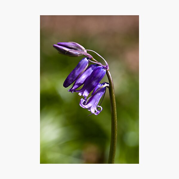 Bluebell (Hyacinthoides non-scripta) Photographic Print