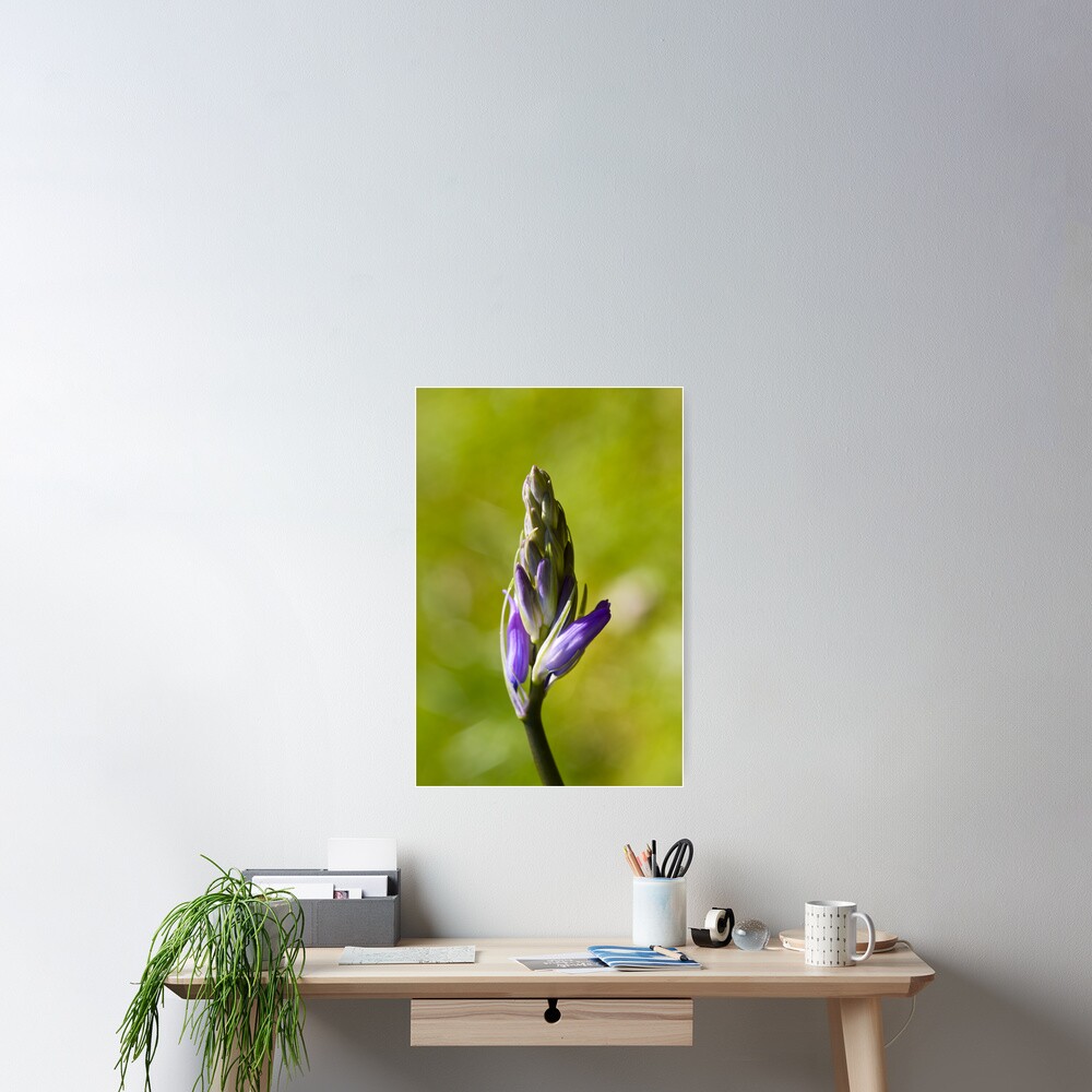 Bluebell Bud (Hyacinthoides non-scripta) Poster