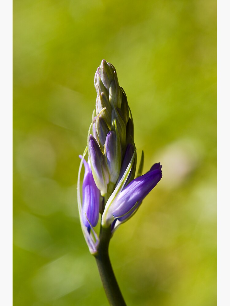 Bluebell Bud (Hyacinthoides non-scripta) by SteveChilton