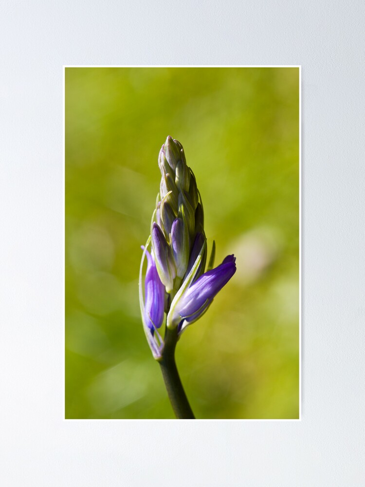 Alternate view of Bluebell Bud (Hyacinthoides non-scripta) Poster