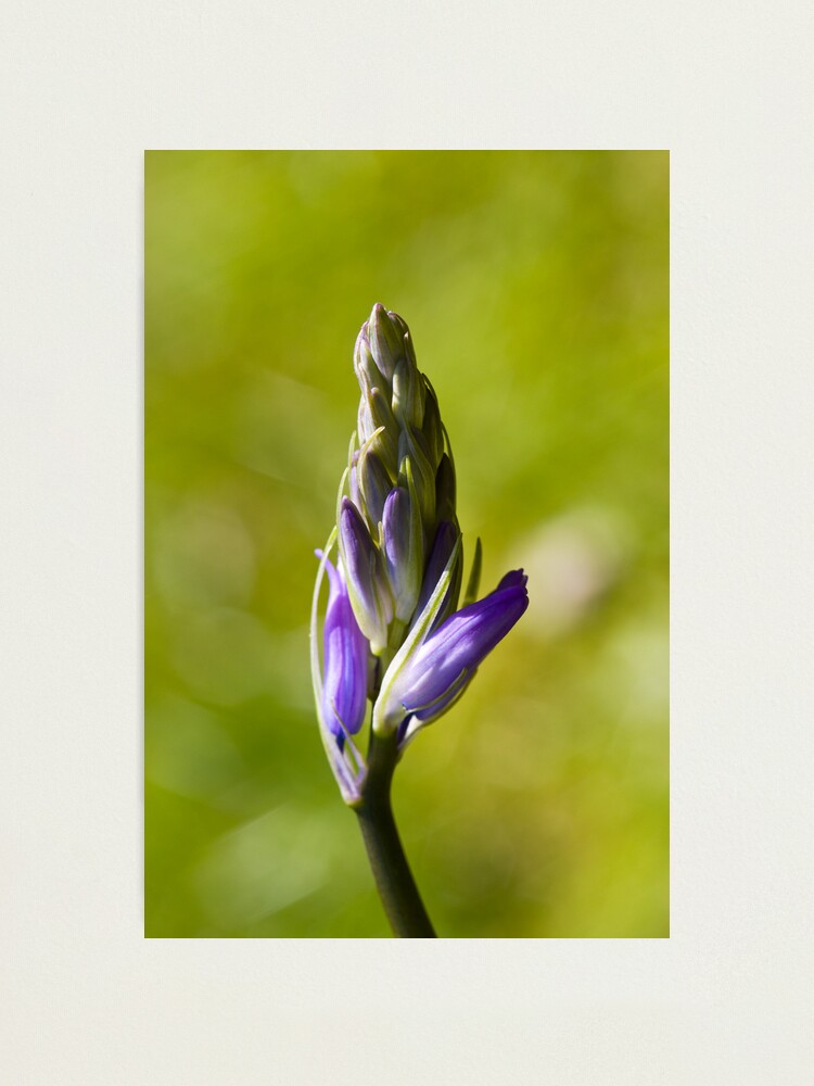 Alternate view of Bluebell Bud (Hyacinthoides non-scripta) Photographic Print