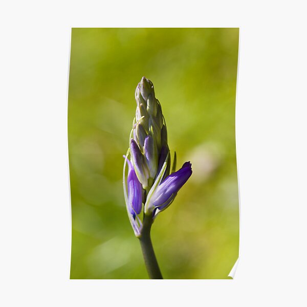 Bluebell Bud (Hyacinthoides non-scripta) Poster