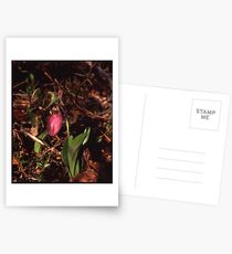 Lady Slipper NJ 2005 Postcards