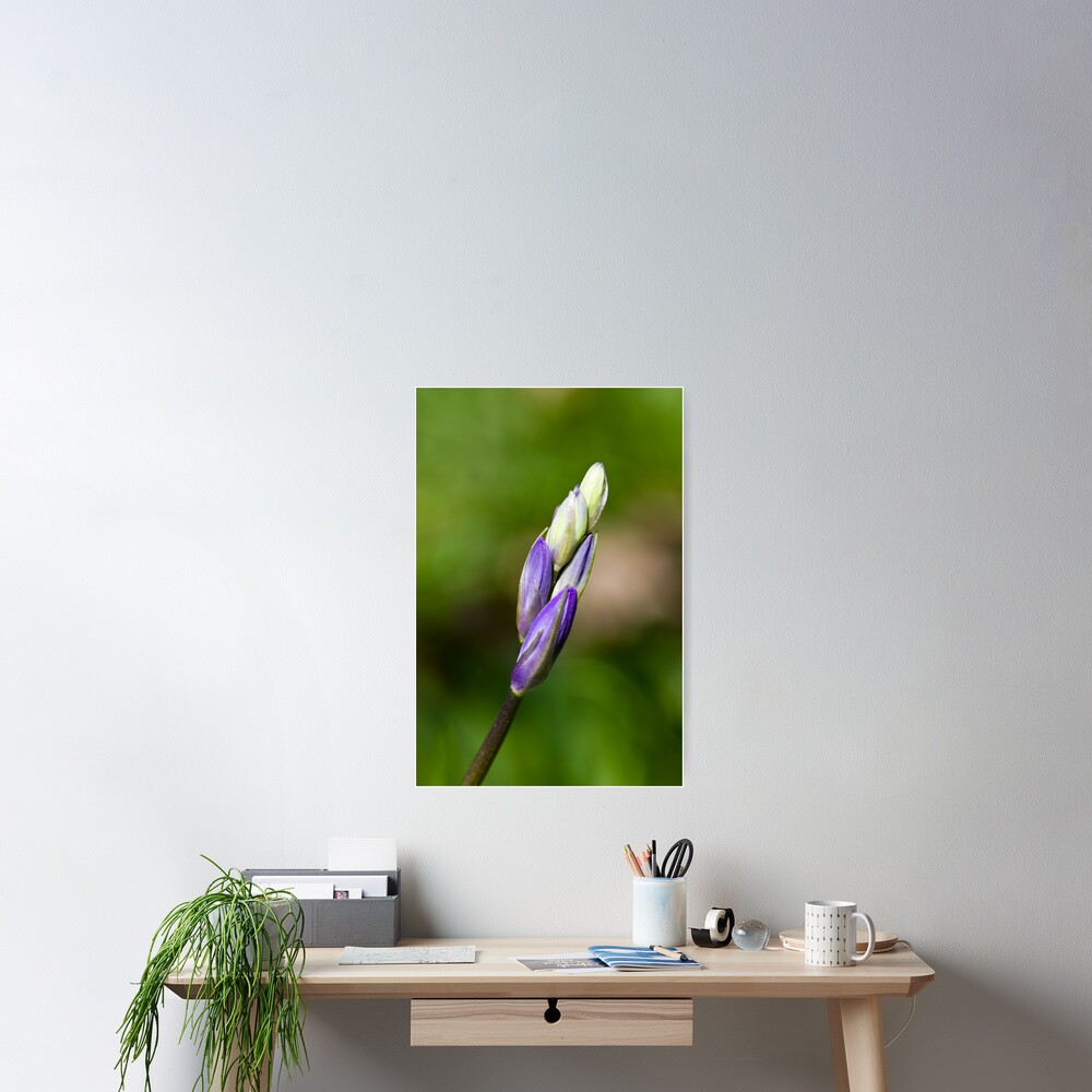Bluebell Bud (Hyacinthoides non-scripta) Poster