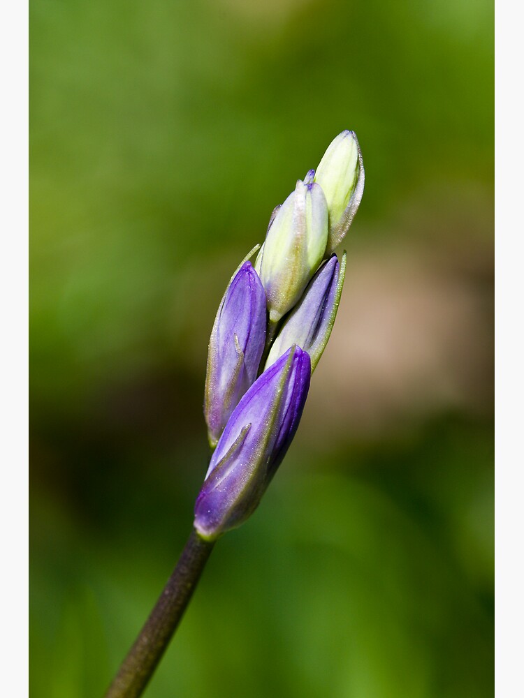 Bluebell Bud (Hyacinthoides non-scripta) by SteveChilton