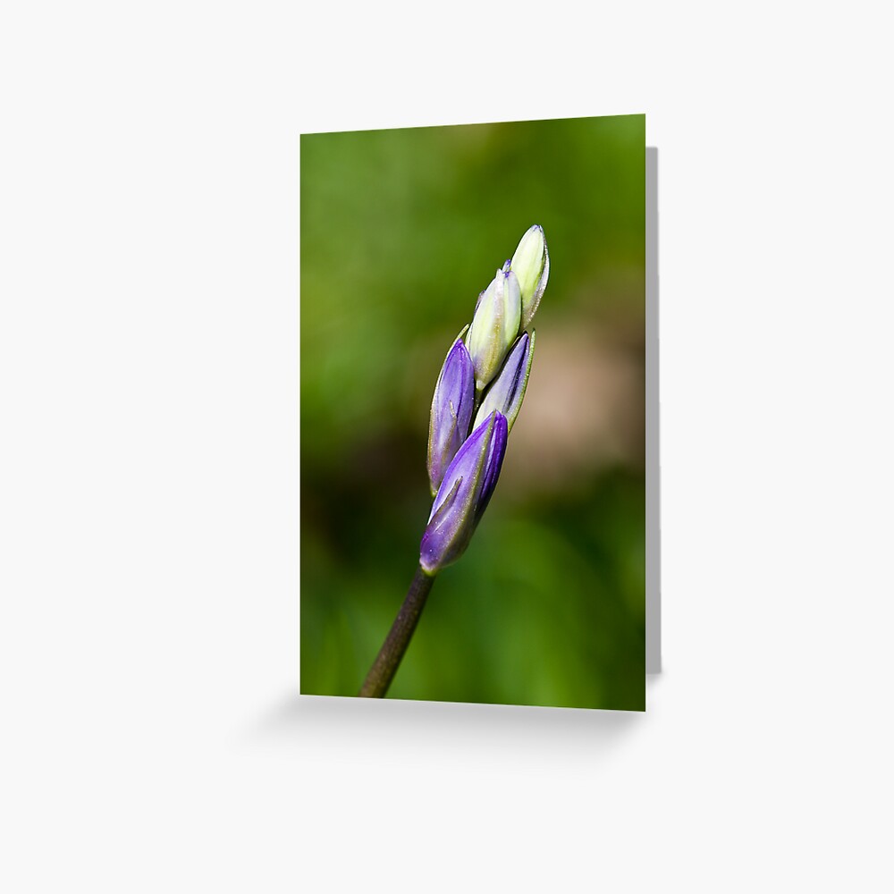 Bluebell Bud (Hyacinthoides non-scripta) Greeting Card