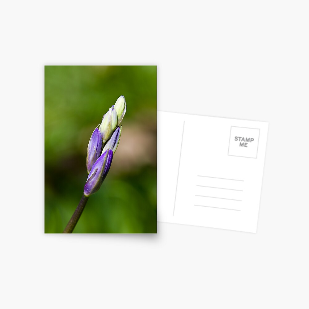Bluebell Bud (Hyacinthoides non-scripta) Postcard