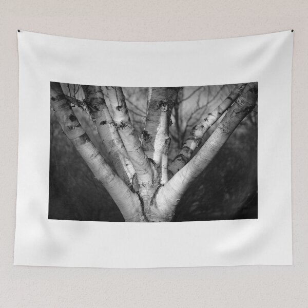 Item preview, A beautiful black and white birch designed and sold by connyM-Sweden.