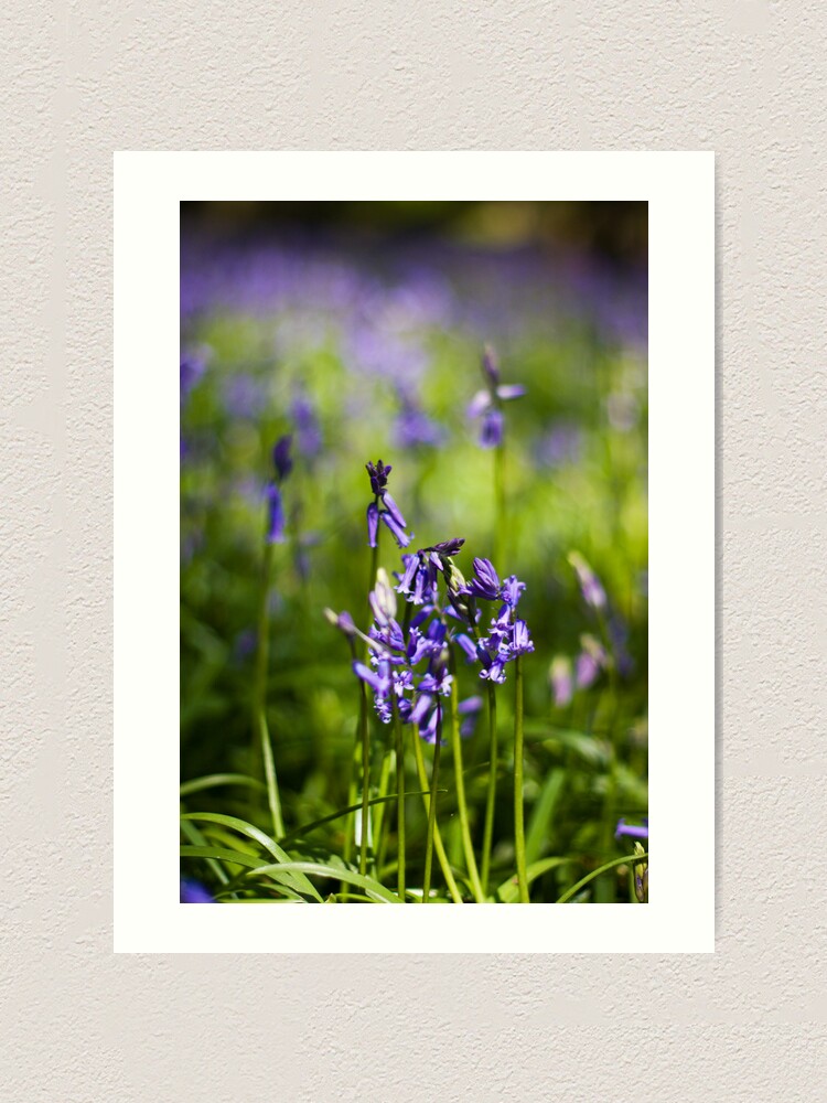 Alternate view of Bluebells (Hyacinthoides non-scripta) Art Print