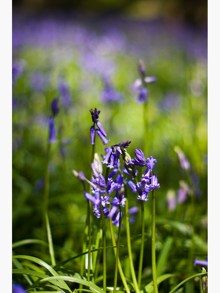 Bluebells (Hyacinthoides non-scripta) by SteveChilton