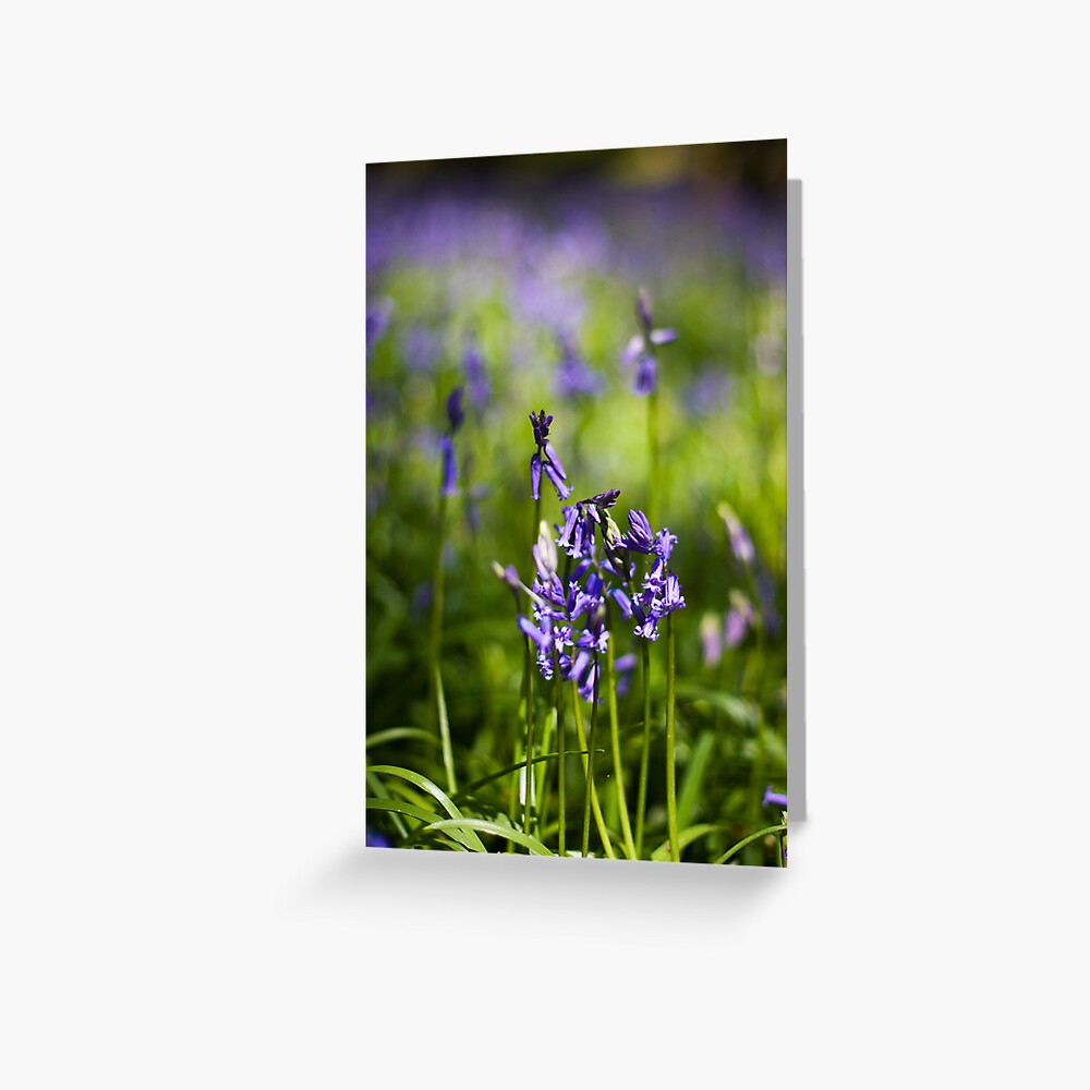 Bluebells (Hyacinthoides non-scripta) Greeting Card