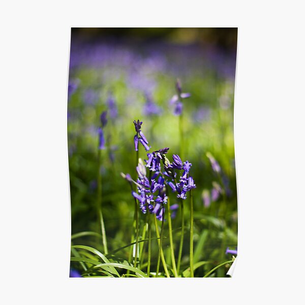 Bluebells (Hyacinthoides non-scripta) Poster