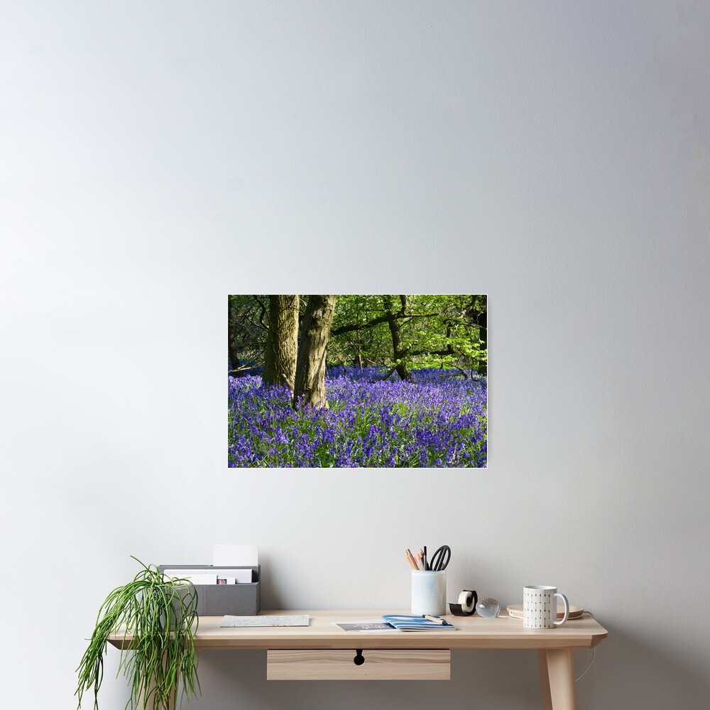 Bluebell Wood (Hyacinthoides non-scripta) Poster