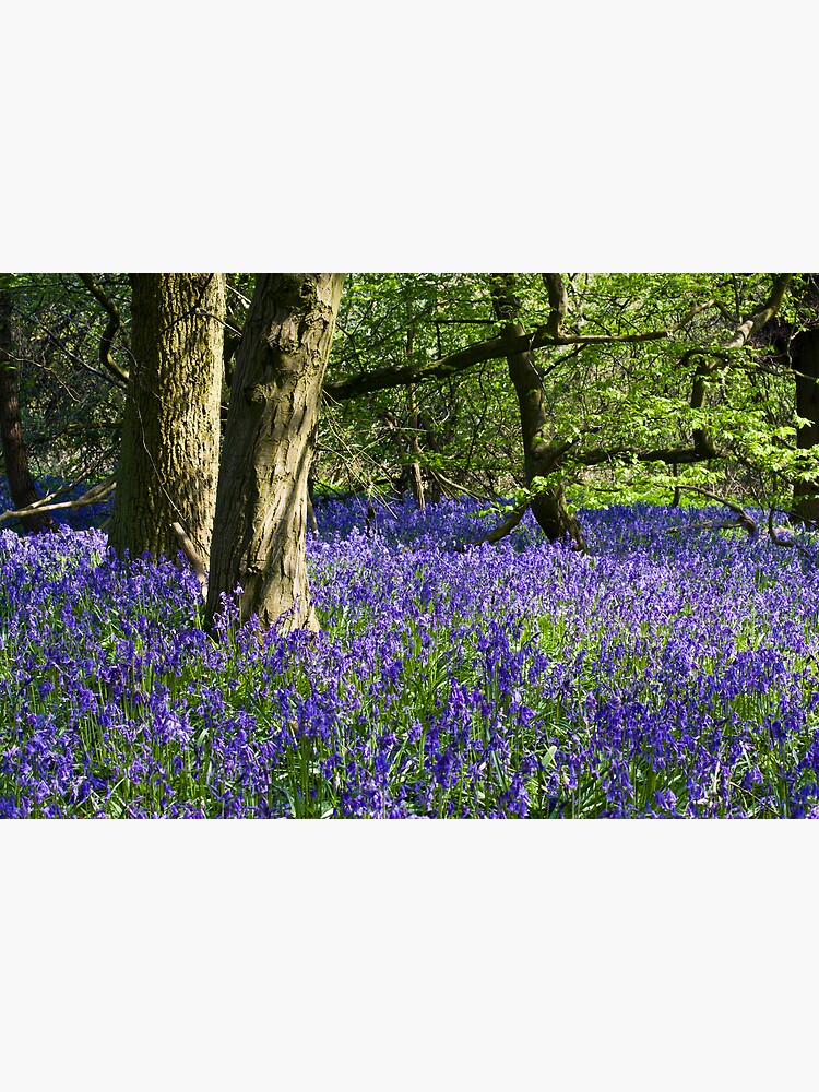 Bluebell Wood (Hyacinthoides non-scripta) by SteveChilton