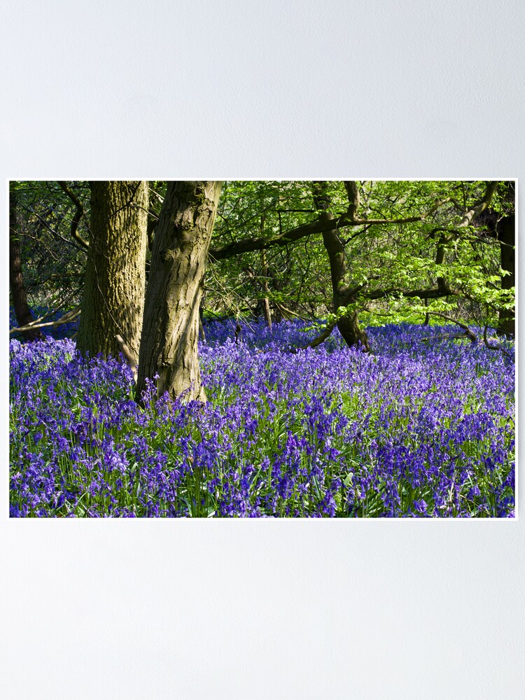 Alternate view of Bluebell Wood (Hyacinthoides non-scripta) Poster