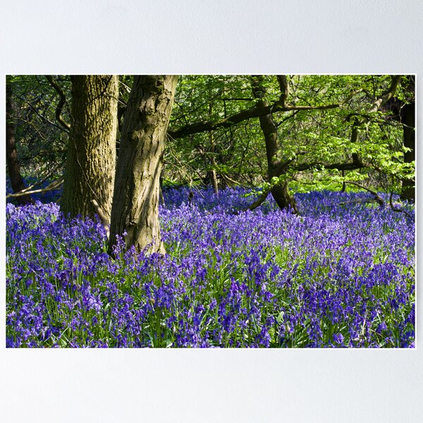 Item preview, Bluebell Wood (Hyacinthoides non-scripta) designed and sold by Steve Chilton.
