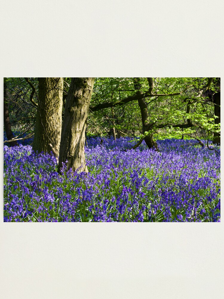 Alternate view of Bluebell Wood (Hyacinthoides non-scripta) Photographic Print