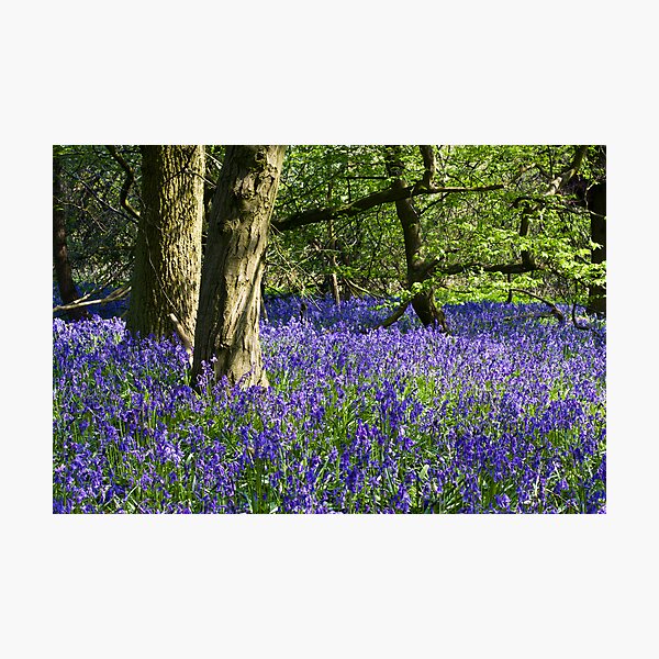 Bluebell Wood (Hyacinthoides non-scripta) Photographic Print