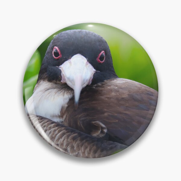 Item preview, Nest of the Frigatebird designed and sold by zmphotography.
