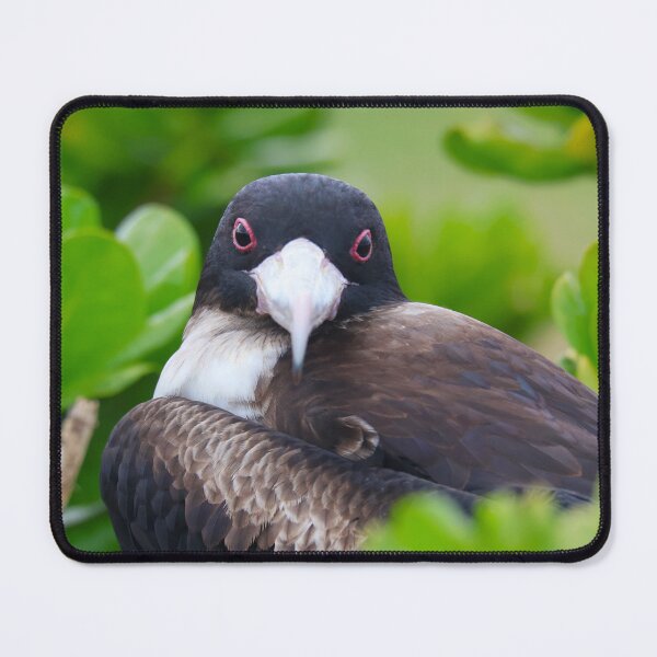 Item preview, Nest of the Frigatebird designed and sold by zmphotography.