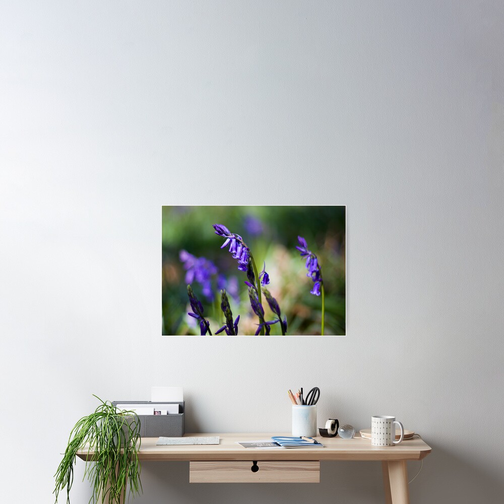 Bluebells (Hyacinthoides non-scripta) Poster