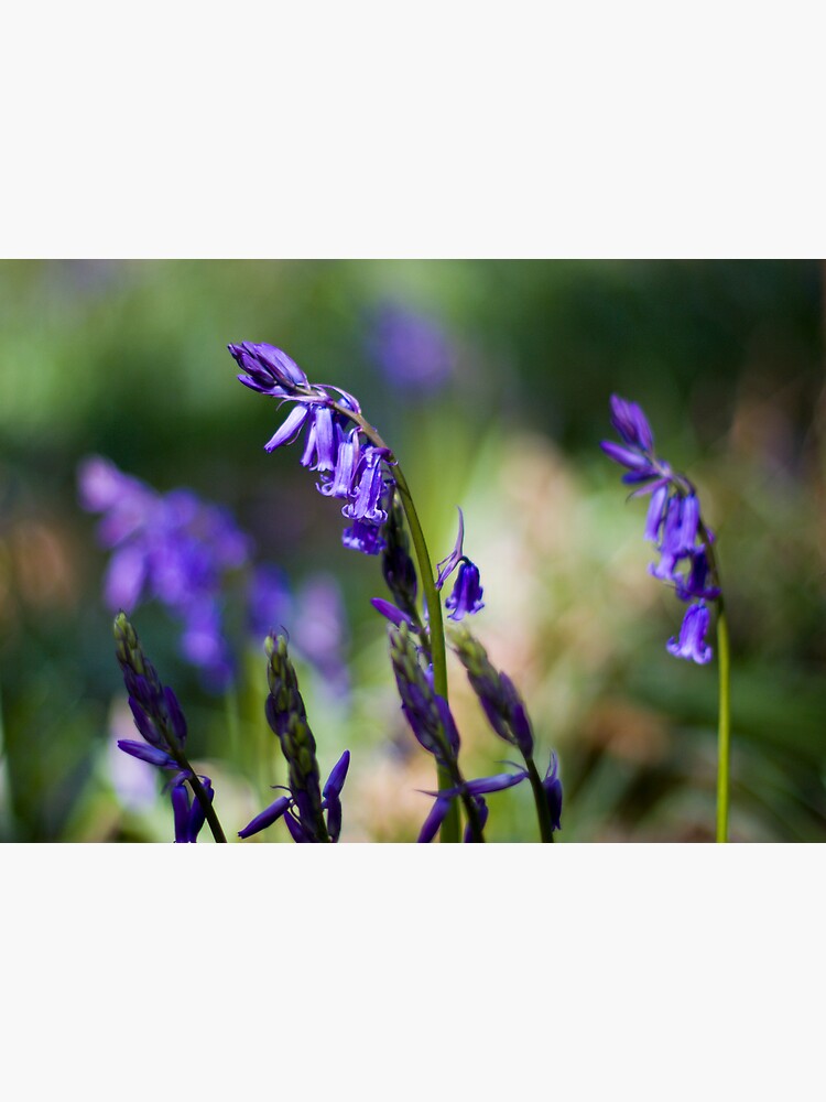 Bluebells (Hyacinthoides non-scripta) by SteveChilton