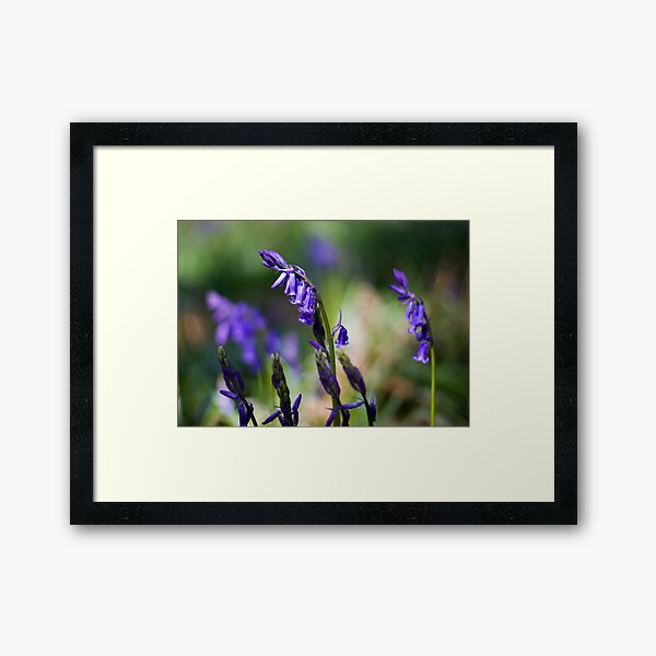 Bluebells (Hyacinthoides non-scripta) Framed Art Print