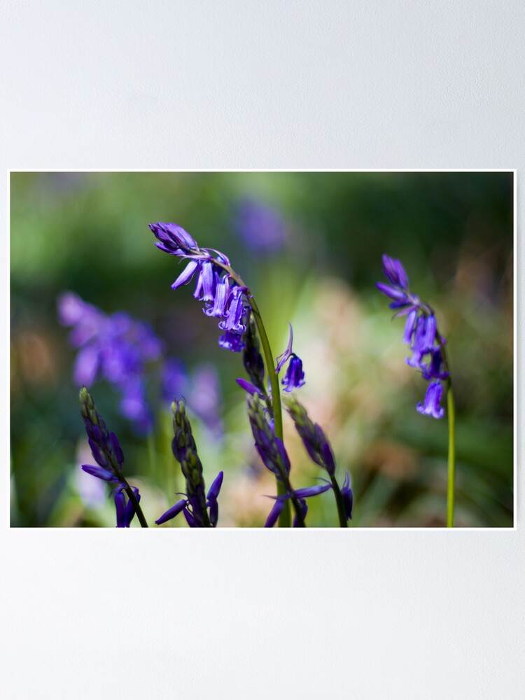 Alternate view of Bluebells (Hyacinthoides non-scripta) Poster
