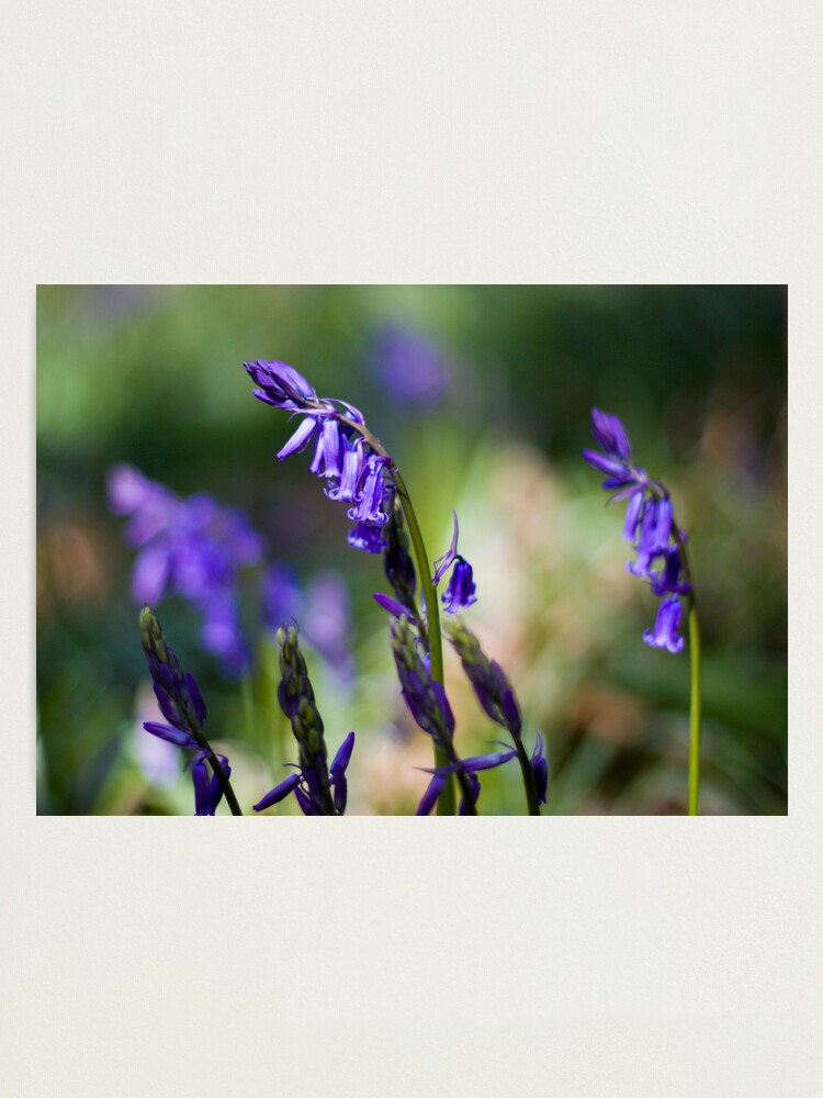 Alternate view of Bluebells (Hyacinthoides non-scripta) Photographic Print