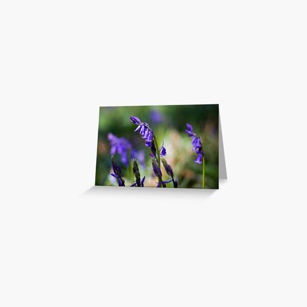 Bluebells (Hyacinthoides non-scripta) Greeting Card