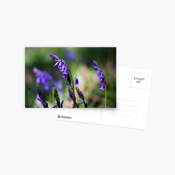 Bluebells (Hyacinthoides non-scripta) Postcard