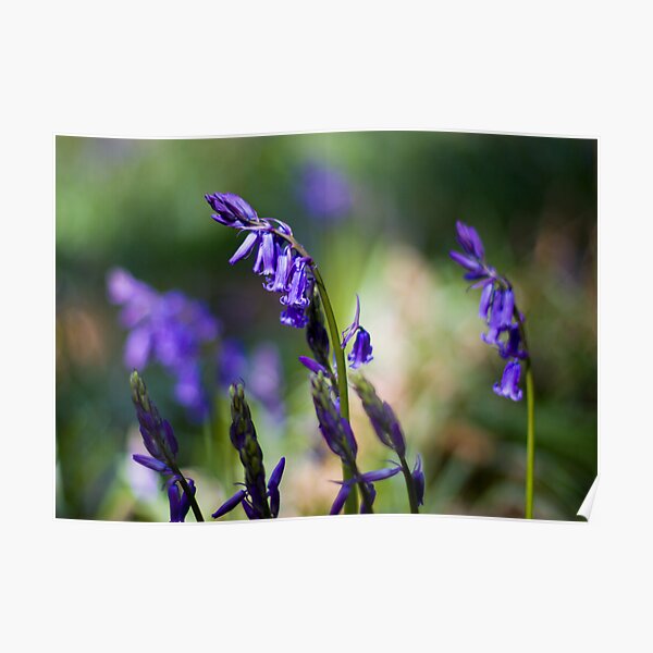 Bluebells (Hyacinthoides non-scripta) Poster