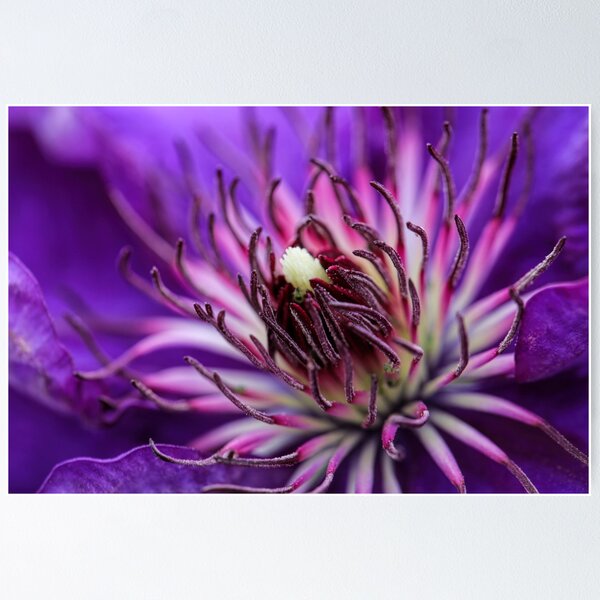 Item preview, Flower macro designed and sold by FactorFourPhoto.