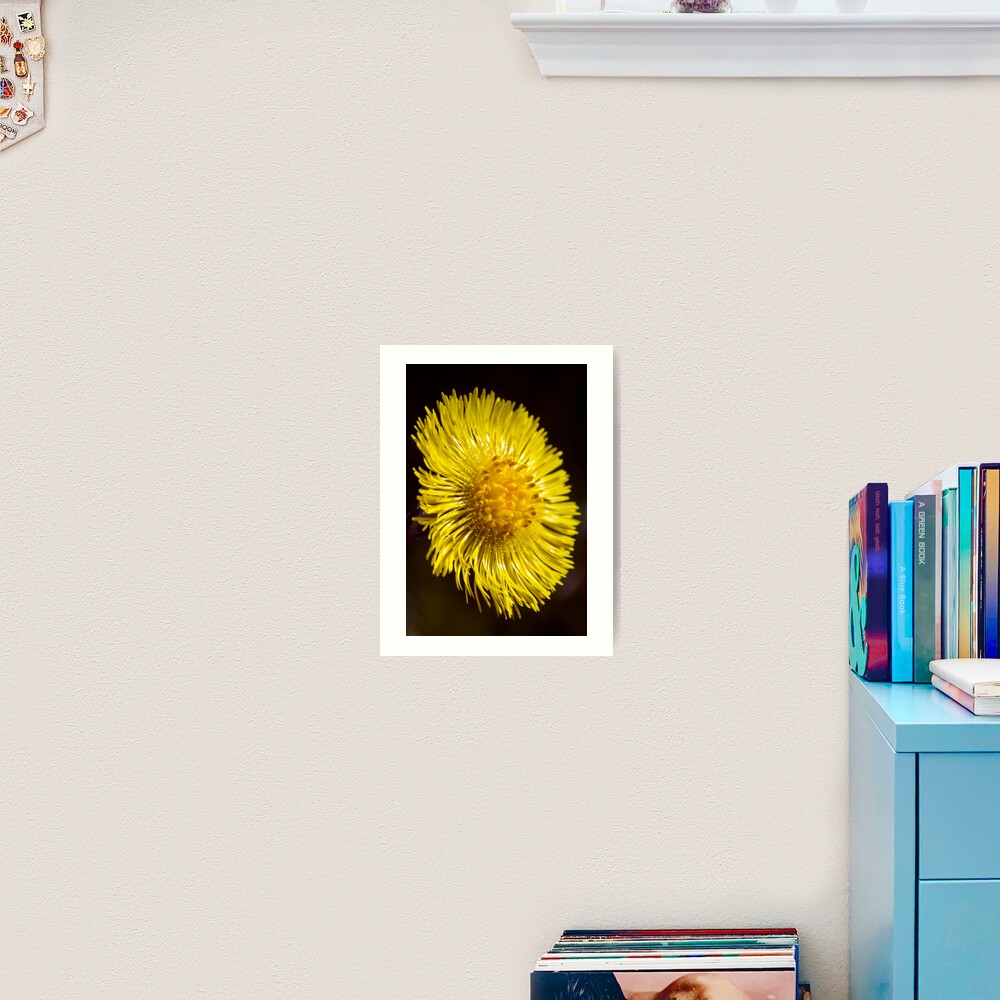 Colt's-foot (Tussilago farfara) Art Print