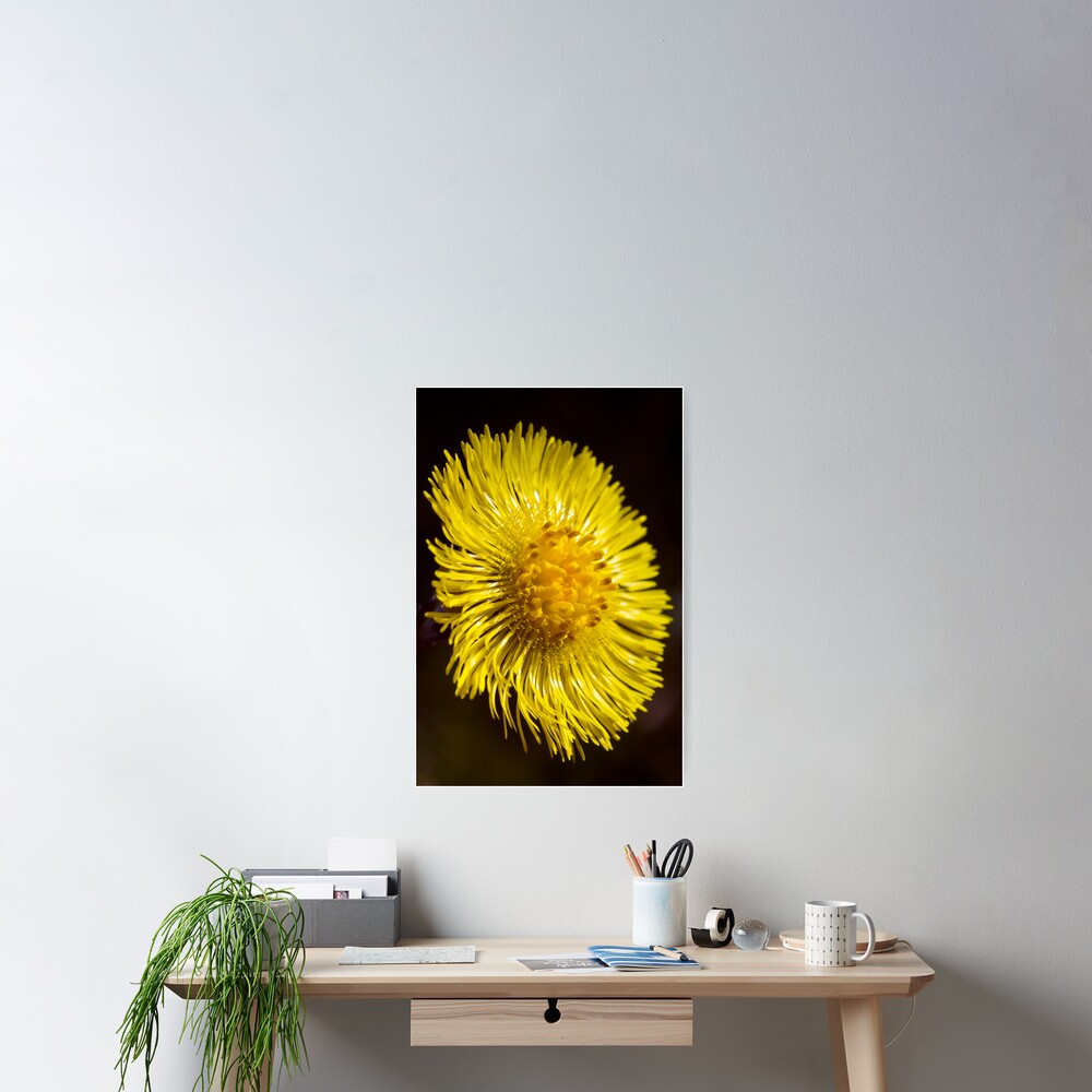 Colt's-foot (Tussilago farfara) Poster