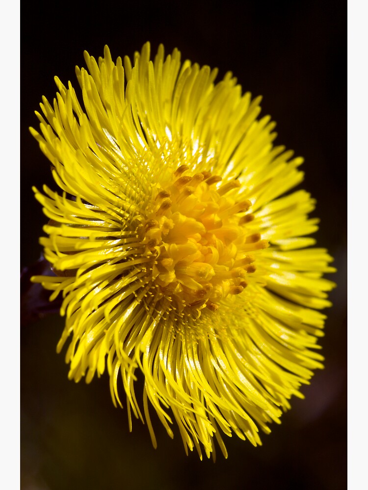 Colt's-foot (Tussilago farfara) by SteveChilton