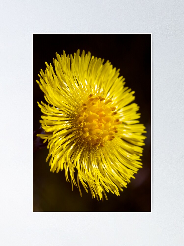 Alternate view of Colt's-foot (Tussilago farfara) Poster