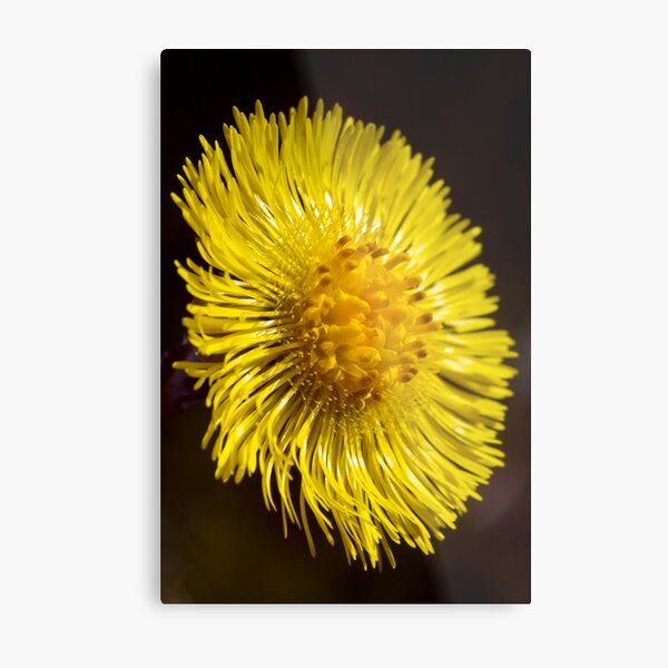 Colt's-foot (Tussilago farfara) Metal Print