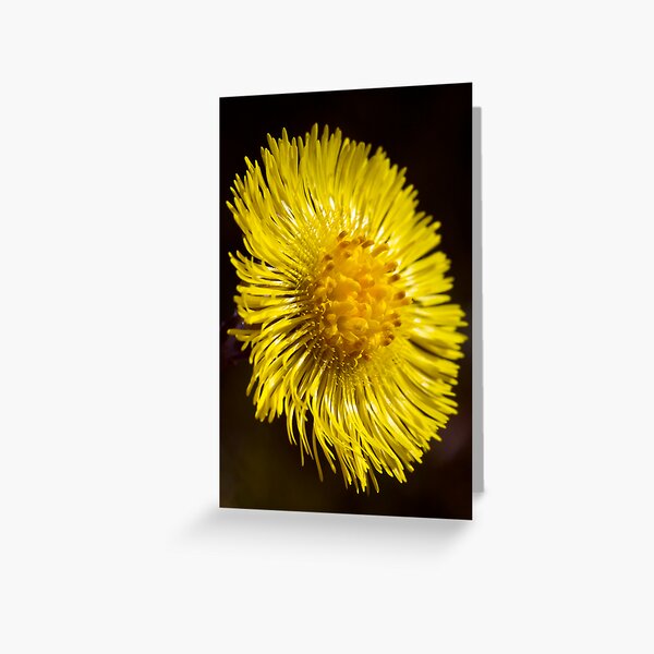 Colt's-foot (Tussilago farfara) Greeting Card