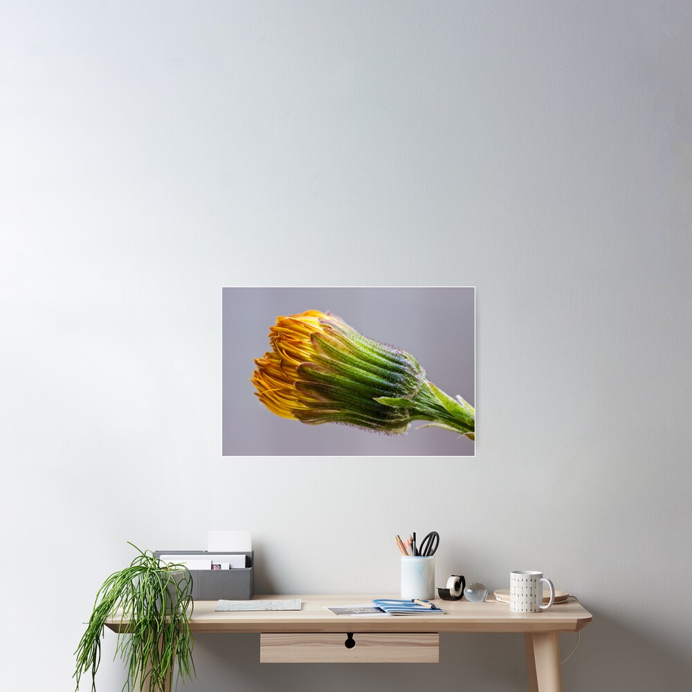 Colt's-foot (Tussilago farfara) Poster