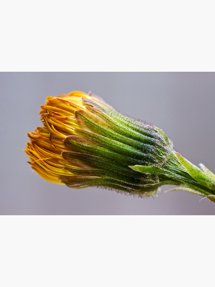 Colt's-foot (Tussilago farfara) by SteveChilton